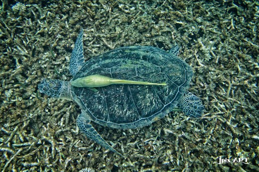 Kohpanang, shark bay 
