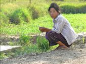 Tentative. Hers is the face of Myanmar, gauging and suspicious of new visitors and western influence.: by jrmy982, Views[515]