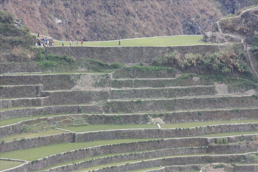 Walking on the rocks that create the terraces' steps - tourists traverse the steep steps and slim paths. A different experience from this distant view. from afar.   It is also a challenge to the legs, given the distance and incline. But it is easy work to local Ifugaos who walk the paths daily to work on their rice fields.
