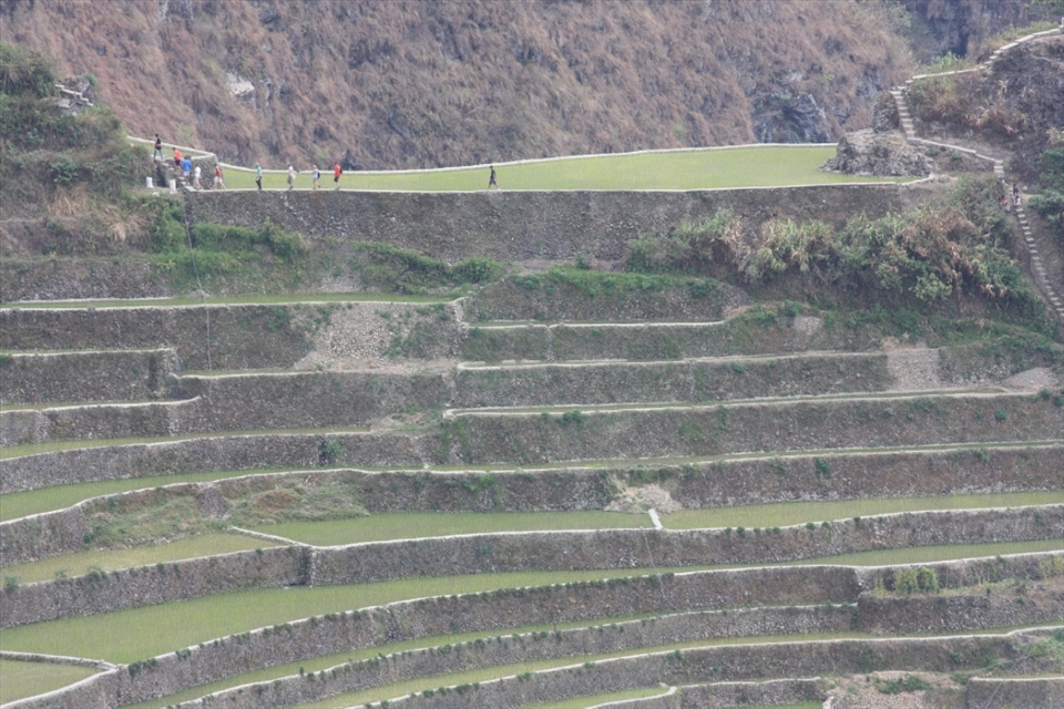 Walking on the rocks that create the terraces' steps - tourists traverse the steep steps and slim paths. A different experience from this distant view. from afar.   It is also a challenge to the legs, given the distance and incline. But it is easy work to local Ifugaos who walk the paths daily to work on their rice fields.