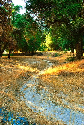 there is a dry stream born from the rocks and disappears into the trees, it shown us a way to explored and find lots of surprises that we can't imagine