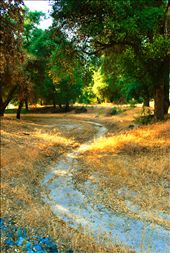 there is a dry stream born from the rocks and disappears into the trees, it shown us a way to explored and find lots of surprises that we can't imagine: by juanadreangonzalez, Views[283]