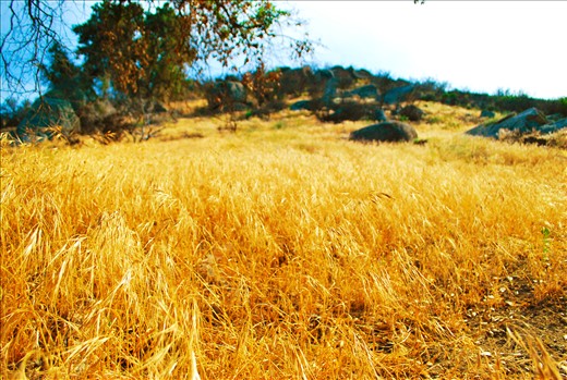 here is a place where de grass looks like a big golden carpet, painted and dried by the sun lights who hits the entire day on it.