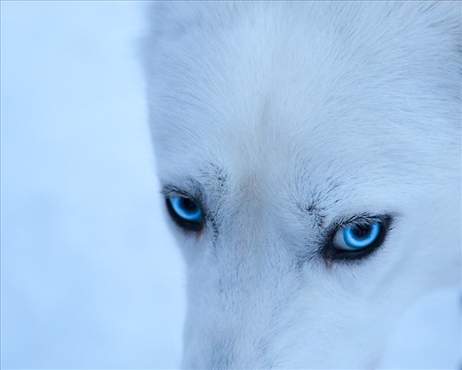 Arctic Stare