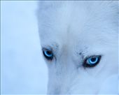 Arctic Stare: by judeconning, Views[463]