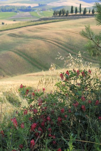 Fields of Dreams #1 - Flowers burst with color in early summer along the edge of this expansive undulating and ripening wheat field near Pienza, Italy.  The field fills with shadows and creates a dreamy hint of gold colosr and movement.  Renaissance painters were famous for painting this type of countryside.  The crops will be harvested a bit late this year due to an unusual amount of rainfall that occurred during the spring.  As the summer breeze moved across and rustled the wheat, there was the slightest whisper of sound and movement.  Countryside in the Val d'Orcia region of Tuscany, Italy near Pienza, from the direction of Monticchiello. - June 12, 2013