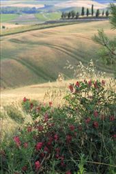 Fields of Dreams #1 - Flowers burst with color in early summer along the edge of this expansive undulating and ripening wheat field near Pienza, Italy.  The field fills with shadows and creates a dreamy hint of gold colosr and movement.  Renaissance painters were famous for painting this type of countryside.  The crops will be harvested a bit late this year due to an unusual amount of rainfall that occurred during the spring.  As the summer breeze moved across and rustled the wheat, there was the slightest whisper of sound and movement.  Countryside in the Val d'Orcia region of Tuscany, Italy near Pienza, from the direction of Monticchiello. - June 12, 2013: by judithheidrich, Views[458]