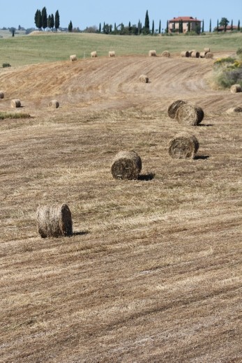 Fields of Dreams #3 - Harvest time arrived and the farmers worked their fields from sunup to sundown, taking advantage of the extended summer daylight hours.  Bales of hay are left to dry in the sun before they are gathered for storage and for food for the animals.  Each bale seems to have been positioned with an intended sense of order and rhythm.  They remind me of musical notes on a sheet of paper and if you were viewing the field from above a beautiful and dreamy symphony would be seen and heard. Countryside between Montepulciano and Montelcino in the Val d'Orcia region of Tuscany, Italy - June 23, 2013