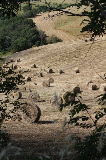 Fields of Dreams #4 - This wheat field had just been harvested and the sounds of the tractors could be heard working in the nearby fields.  The farmers left the bales to dry in the sun, taking advantage of the light and warmth of the long summer days for securing dryness and wellbeing of their crops.  These bales appeared to all be rolled to one end of the hill, each positioned in the perfect direction.  As I peered through the trees and caught this image, it seemed that all of the bales wanted to be in the picture so they all gathered for a family shot :-)  Countryside between Montepulciano and Montelcino in the Val d'Orcia region of Tuscany, Italy - June 23, 2013