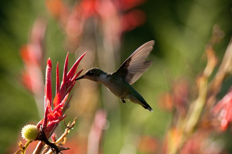 The State Botanical Garden of Georgia, located in Athens, is a magical place with hidden beauty everywhere.  This Ruby-throated Hummingbird (immature male) can be easily missed by the gardens 200,000 annual visitors because its average weight is only 3-4 grams.  They are very territorial creatures, and for a brief moment he feeds in peace after aggressively chasing off other hummingbirds for several hours. 