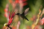 The State Botanical Garden of Georgia, located in Athens, is a magical place with hidden beauty everywhere.  This Ruby-throated Hummingbird (immature male) can be easily missed by the gardens 200,000 annual visitors because its average weight is only 3-4 grams.  They are very territorial creatures, and for a brief moment he feeds in peace after aggressively chasing off other hummingbirds for several hours. : by judyroyalglenn, Views[732]