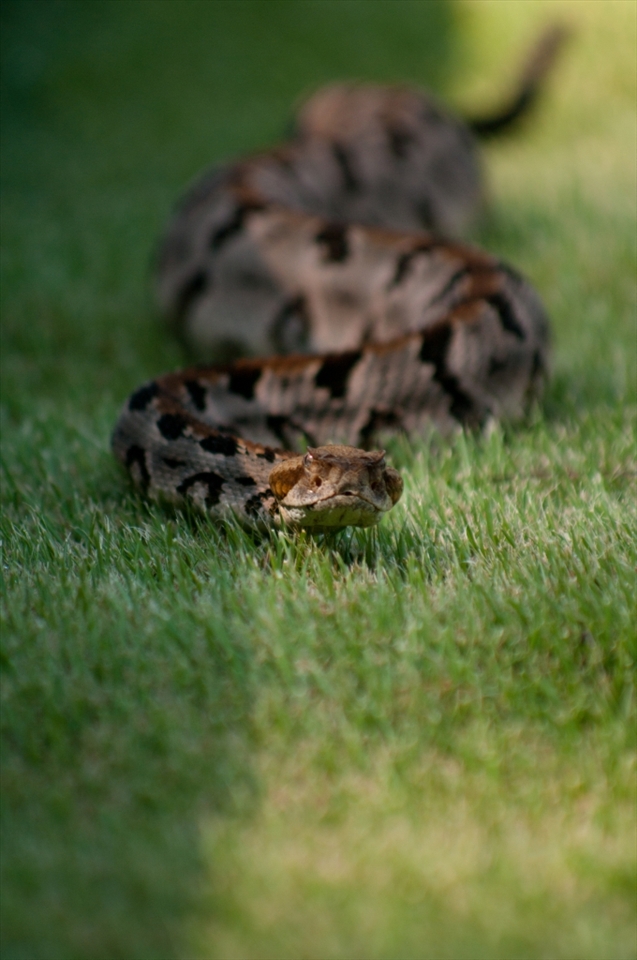 The Timber Rattlesnake, a rare visitor, could not use its typical camouflage to hide on the garden’s pristine grass.  I took a few minutes to photograph him at eye level before he hid in a water drain directly behind me.  Since Timber Rattlesnakes are venomous, the snake later was safely escorted by animal control to a home away from the busy garden.