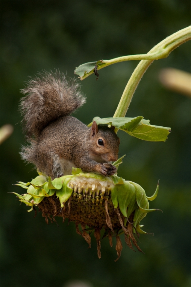 Seventeen acres of cultivated gardens and 296 acres of mixed hardwood forests encompass the garden.  Instead of searching the forest for food, this Gray Squirrel feasts on a sunflower while concealing his mischief beneath a leaf.