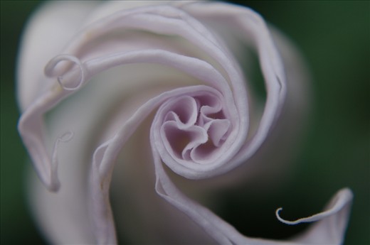 Angel’s Trumpet is a beautiful and very fragrant flower but is highly toxic.  The six to eight inch long trumpet shaped flowers can be recognized by their downward opening which unfurl as the sun sets.  The true hidden beauty of the flower can be found in its pinwheel appearance when the bloom closes as the sun rises.  