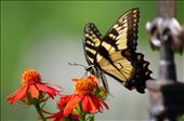 An Eastern Tiger Swallowtail Butterfly can be found hidden among the flora.  The State Botanical Garden of Georgia’s bountiful flowers make a perfect home for the butterflies.: by judyroyalglenn, Views[908]