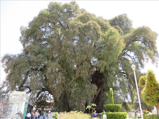 Oaxaca - 2,000 yr old nearby