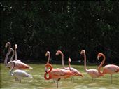 Flamingos -Celestun: by jugap, Views[278]