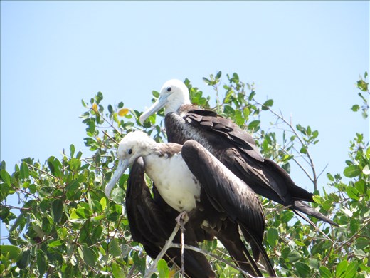 Other birds =- Celestun