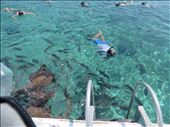 Shark Bait?? - gary: by jugap, Views[273]