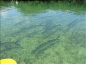 Tarpon fish - Next to canoe: by jugap, Views[409]