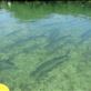 Tarpon fish - Next to canoe by: jugap Views[403]