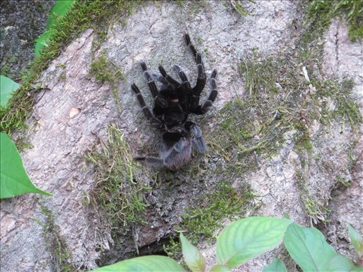 Tikal - tarantula