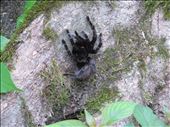 Tikal - tarantula: by jugap, Views[406]