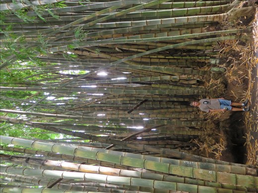 Santa Tecla - Giant bamboo in garden