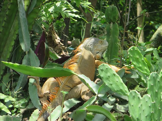 Santa Tecla - Iguana Botanic Garden nearby