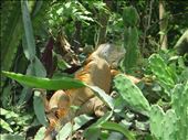 Santa Tecla - Iguana Botanic Garden nearby: by jugap, Views[326]