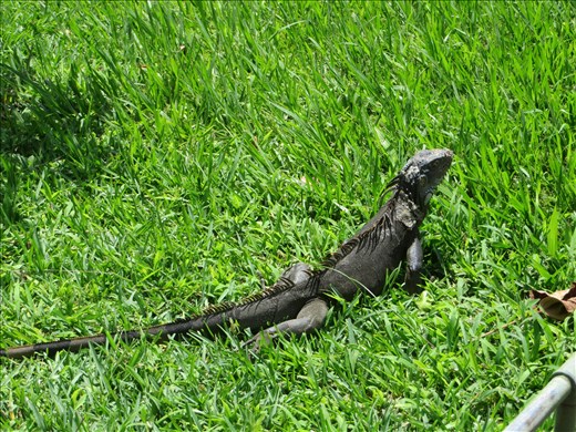 Santa Tecla - Iguana 