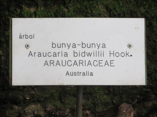 Santa Tecla - found this tree in the garden