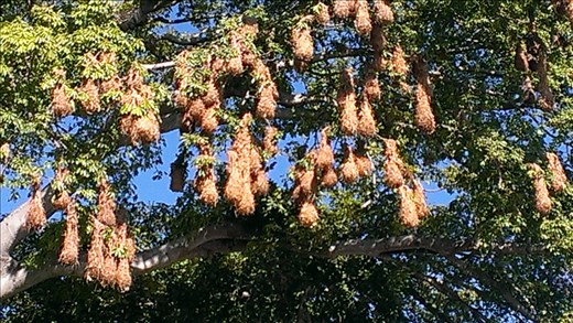 Granada- Pendulum Nest  of local bird - Isaletas