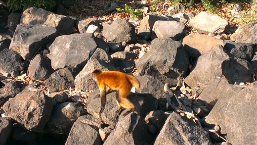Granada - spider monkey - an isaleta