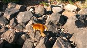 Granada - spider monkey - an isaleta: by jugap, Views[357]