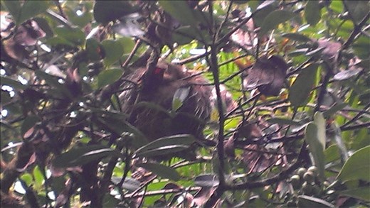Granada - Volcano Mombocho - Sloth asleep in tree