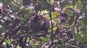 Granada - Volcano Mombocho - Sloth asleep in tree: by jugap, Views[196]