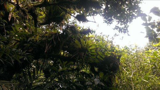 Granada-  Volcano Mombocho - vegetation