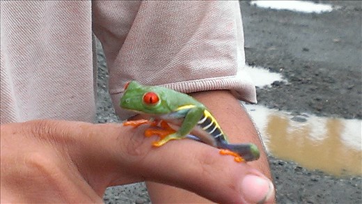 A Local - La Fortuna