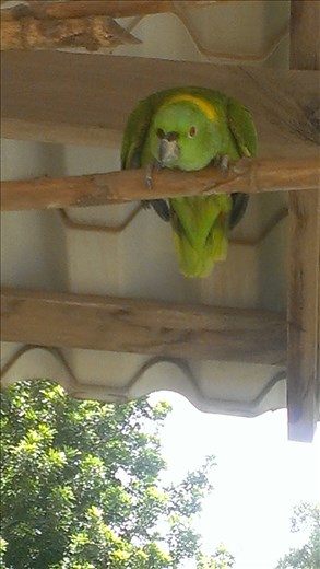 A local - on the way to Monteverde