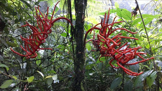 Flora - Cloud Forest - Santa Elena