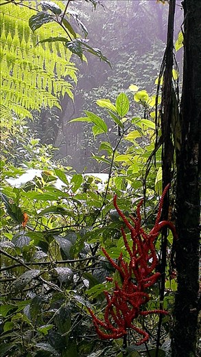 Cloud Forest - Santa Elena
