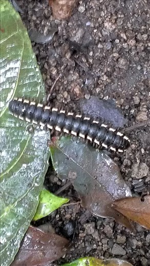 Fauna - Cloud Forest - Santa Elena