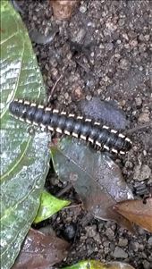 Fauna - Cloud Forest - Santa Elena: by jugap, Views[356]