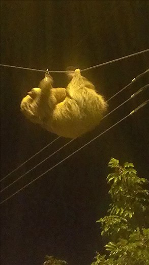 A Sloth crossing the road near hostel - Santa Elens
