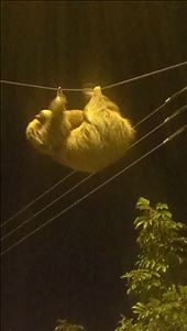 A Sloth crossing the road near hostel - Santa Elens: by jugap, Views[377]