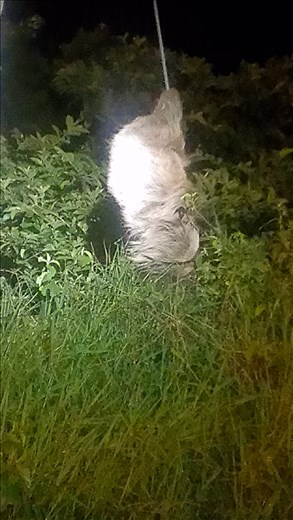 Sloth moving down to ground level after xing road - Santa Elena