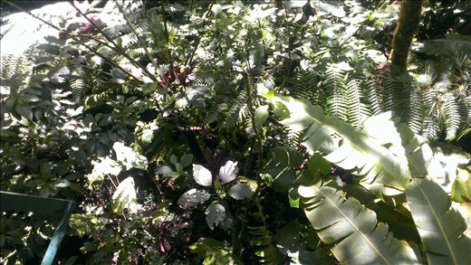 View from Hanging bridge - Santa Elena