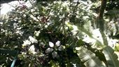 View from hanging bridge - Santa Elena: by jugap, Views[336]