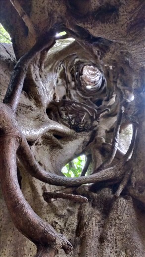 Looking up inside Ficus tree